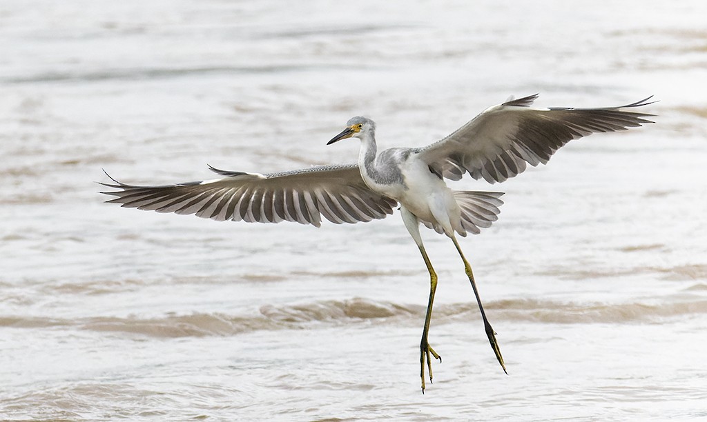 Tricolored Heron x Snowy Egret (hybrid) - manuel grosselet