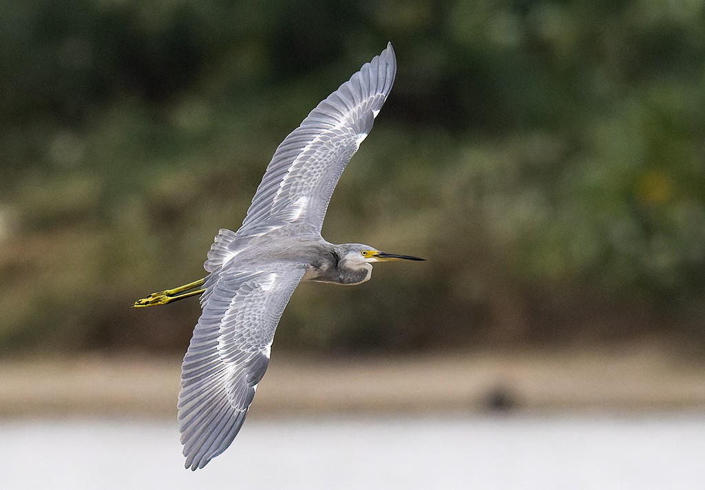 Tricolored Heron x Snowy Egret (hybrid) - manuel grosselet
