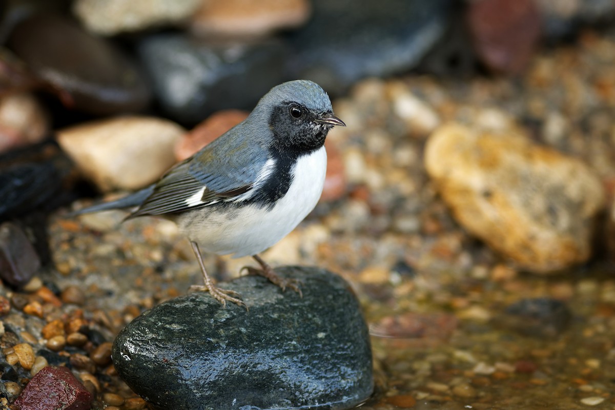 Black-throated Blue Warbler - ML489292751