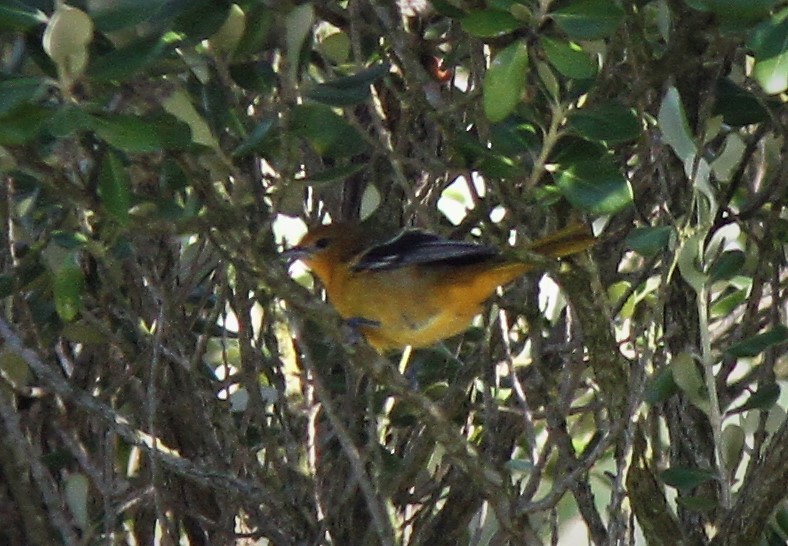 Baltimore Oriole - ML489294381