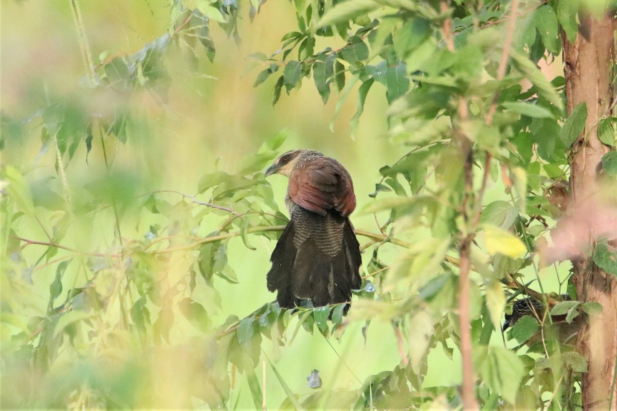 Coucal du Sénégal - ML489296241