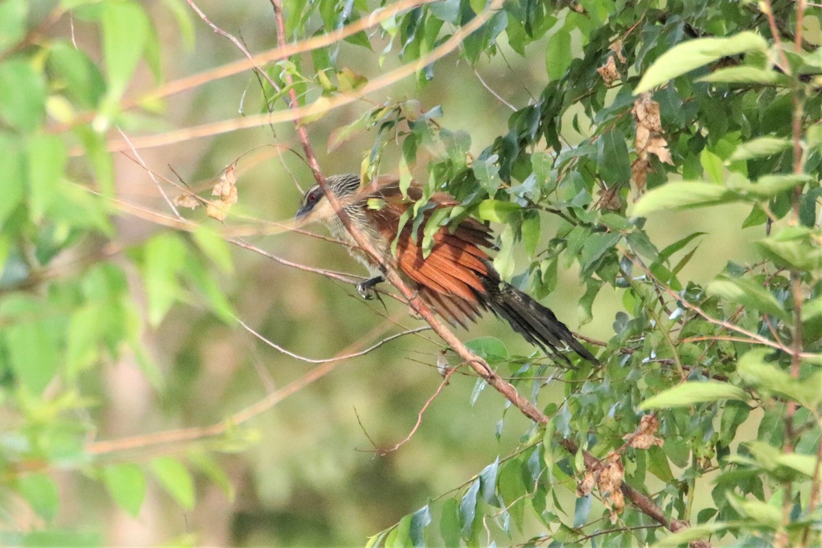 Coucal du Sénégal - ML489296621