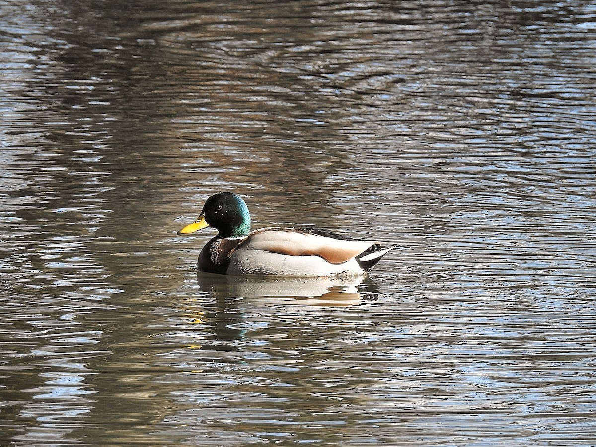 Mallard - ML48929781