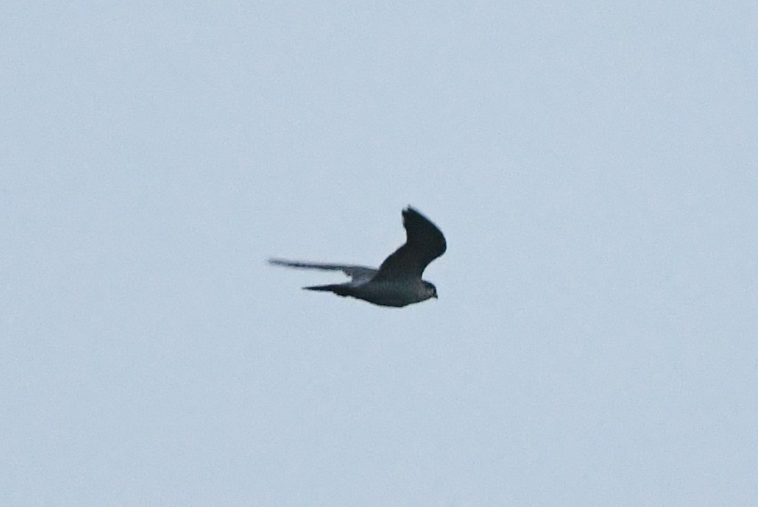 Peregrine Falcon - ML489298441