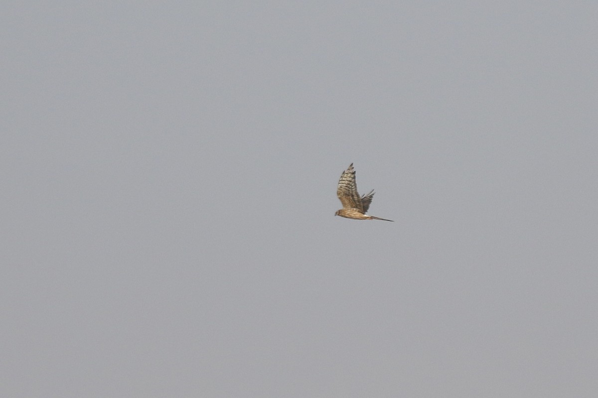 Montagu's Harrier - ML489298601