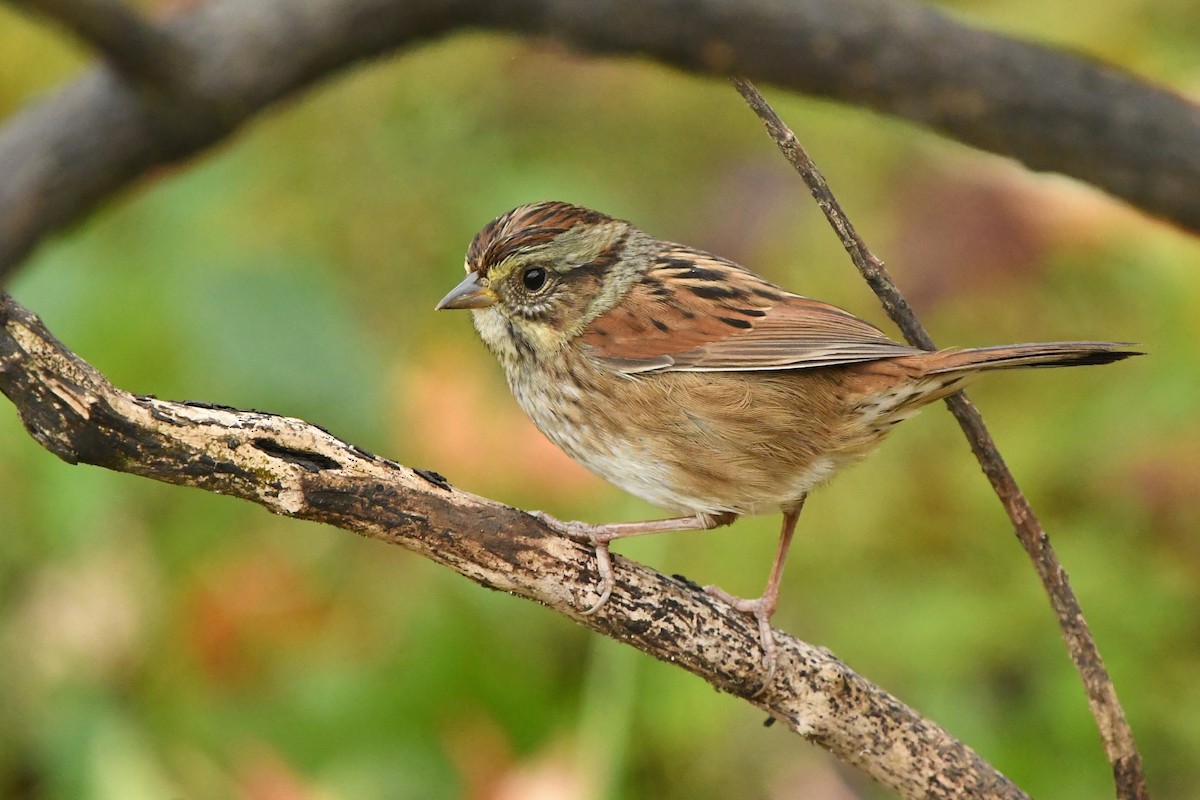 Swamp Sparrow - ML489298781