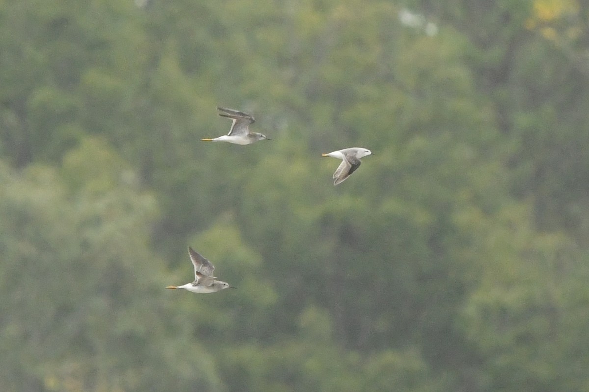 Wilson's Phalarope - ML489299001