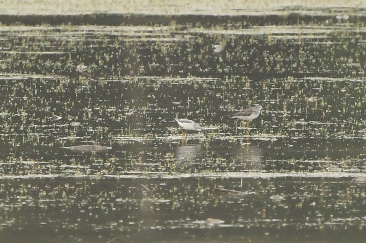Wilson's Phalarope - ML489299371