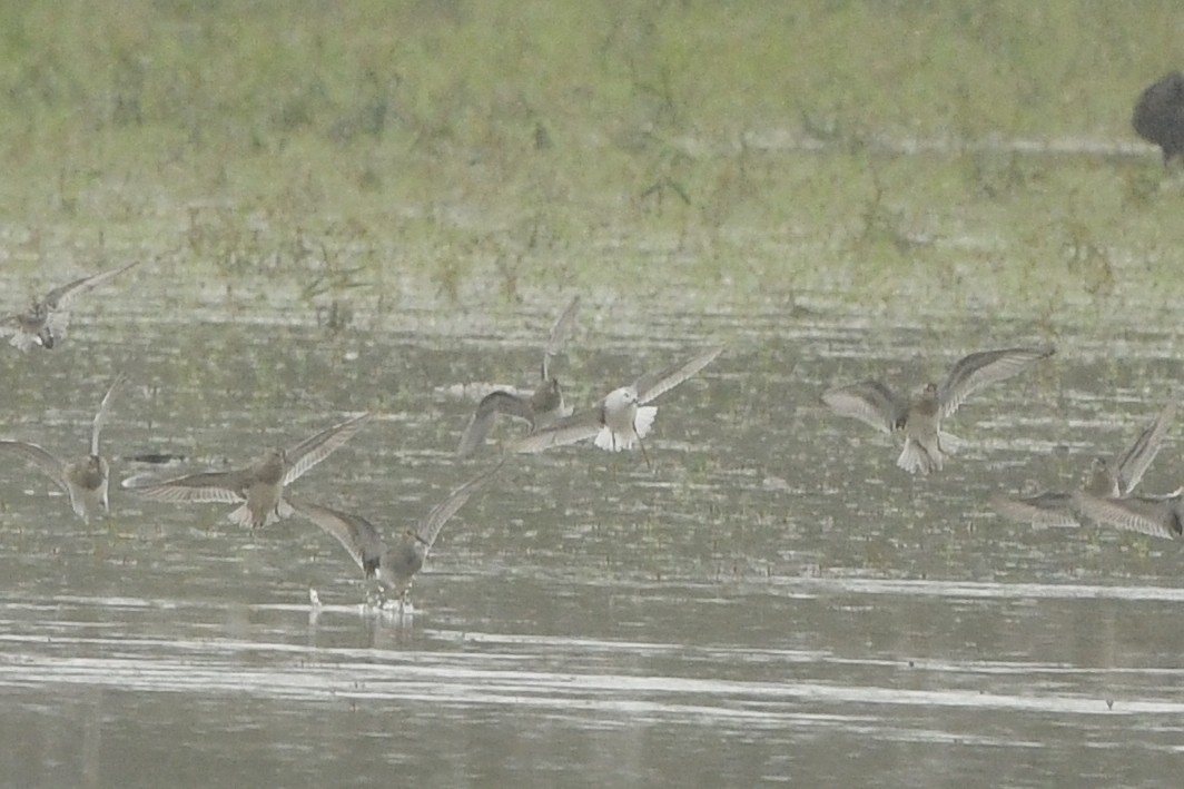 Wilson's Phalarope - ML489299401