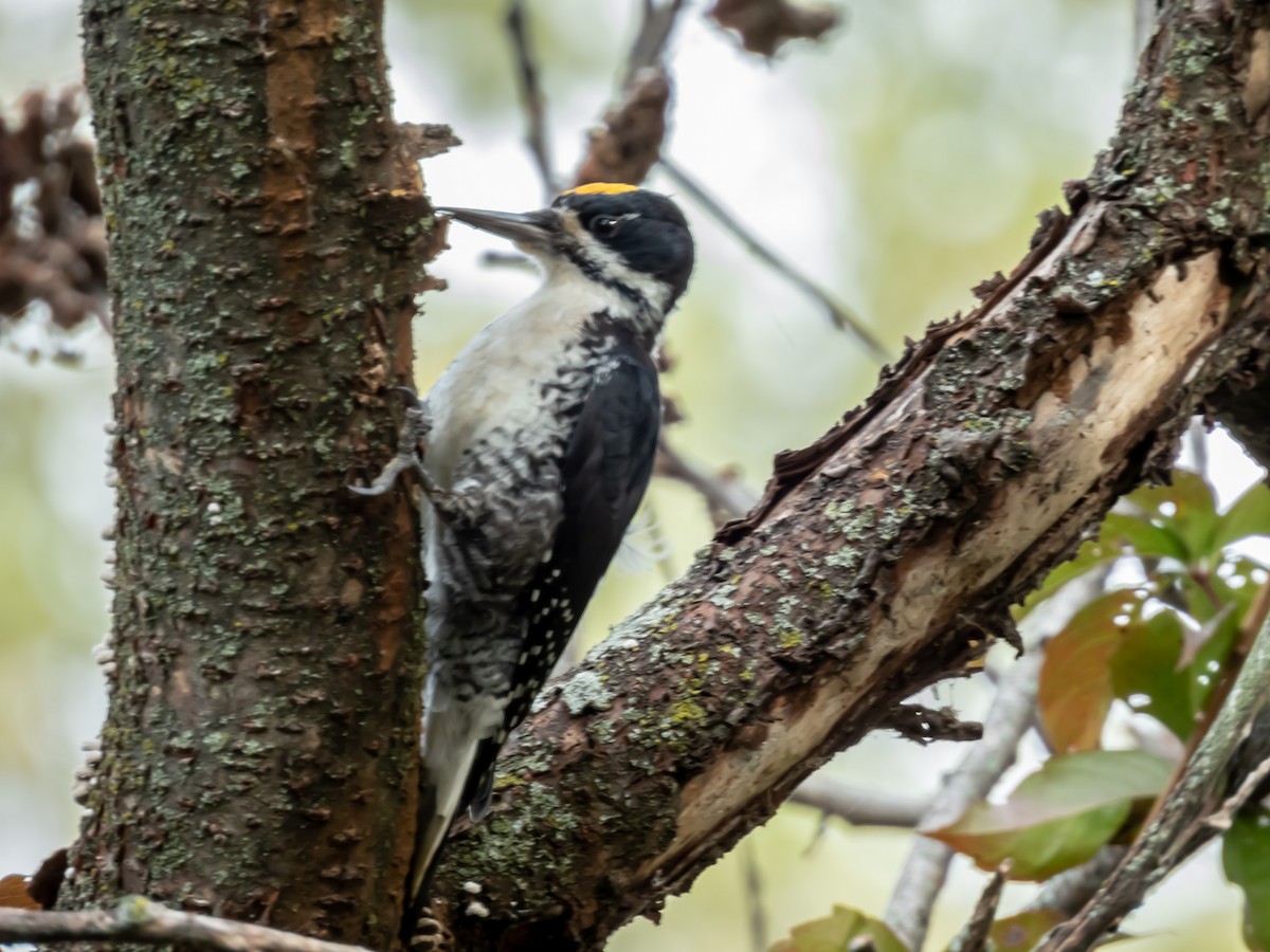 Black-backed Woodpecker - ML489302741