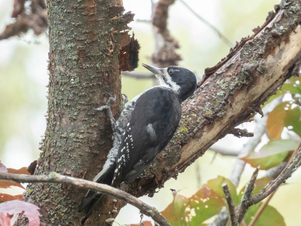 Black-backed Woodpecker - ML489302751