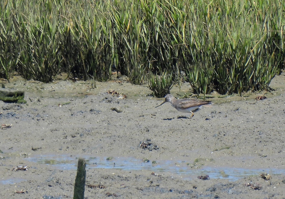 tereksnipe - ML489303451