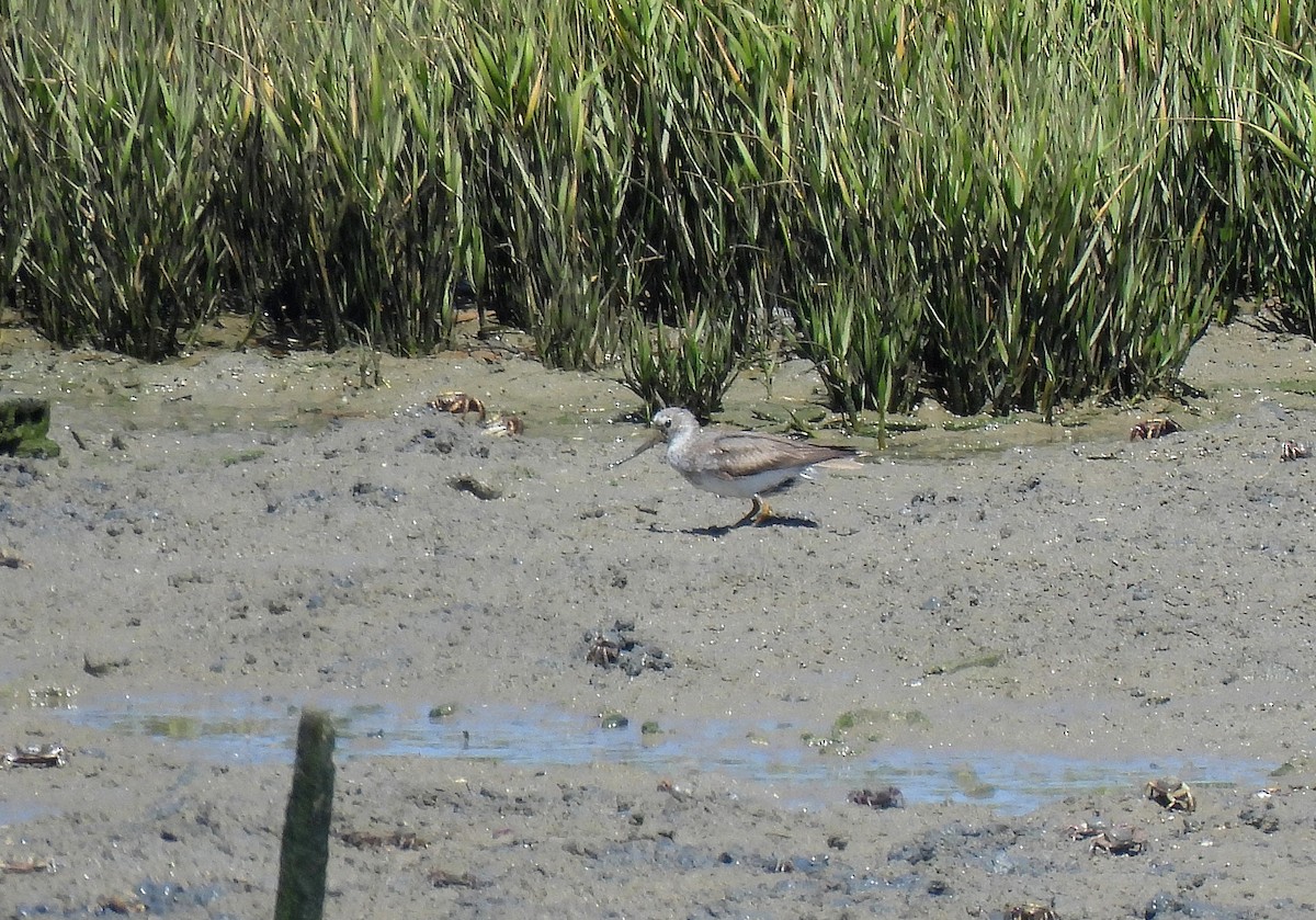 tereksnipe - ML489303461