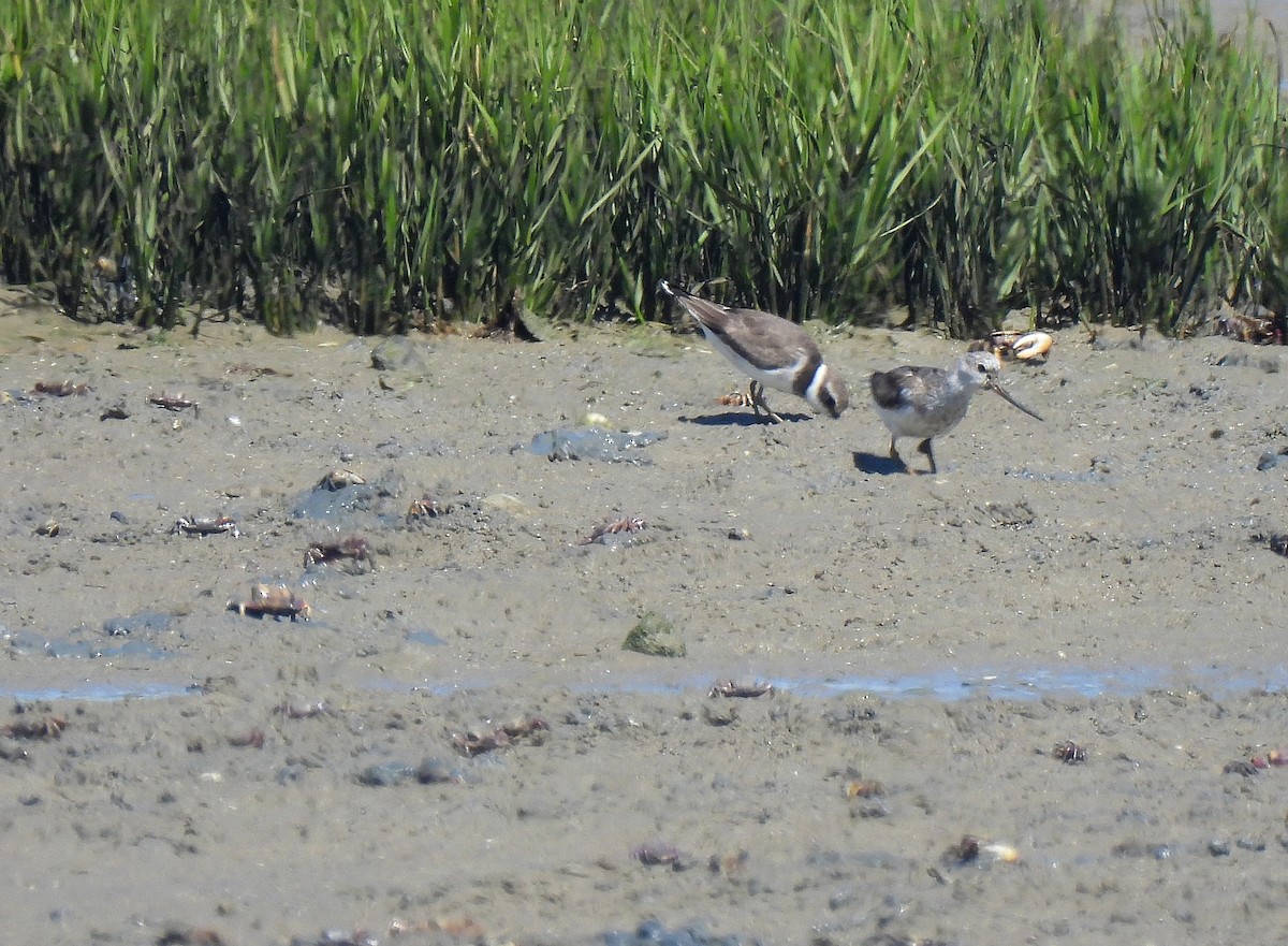 tereksnipe - ML489303481