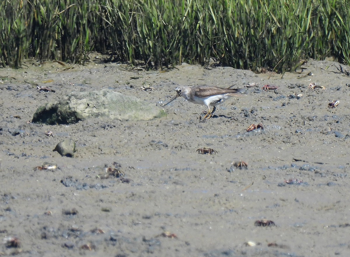 tereksnipe - ML489303491