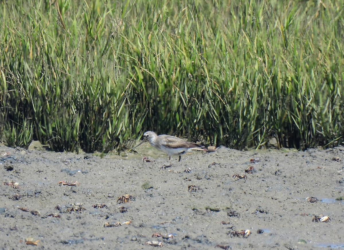 tereksnipe - ML489303501