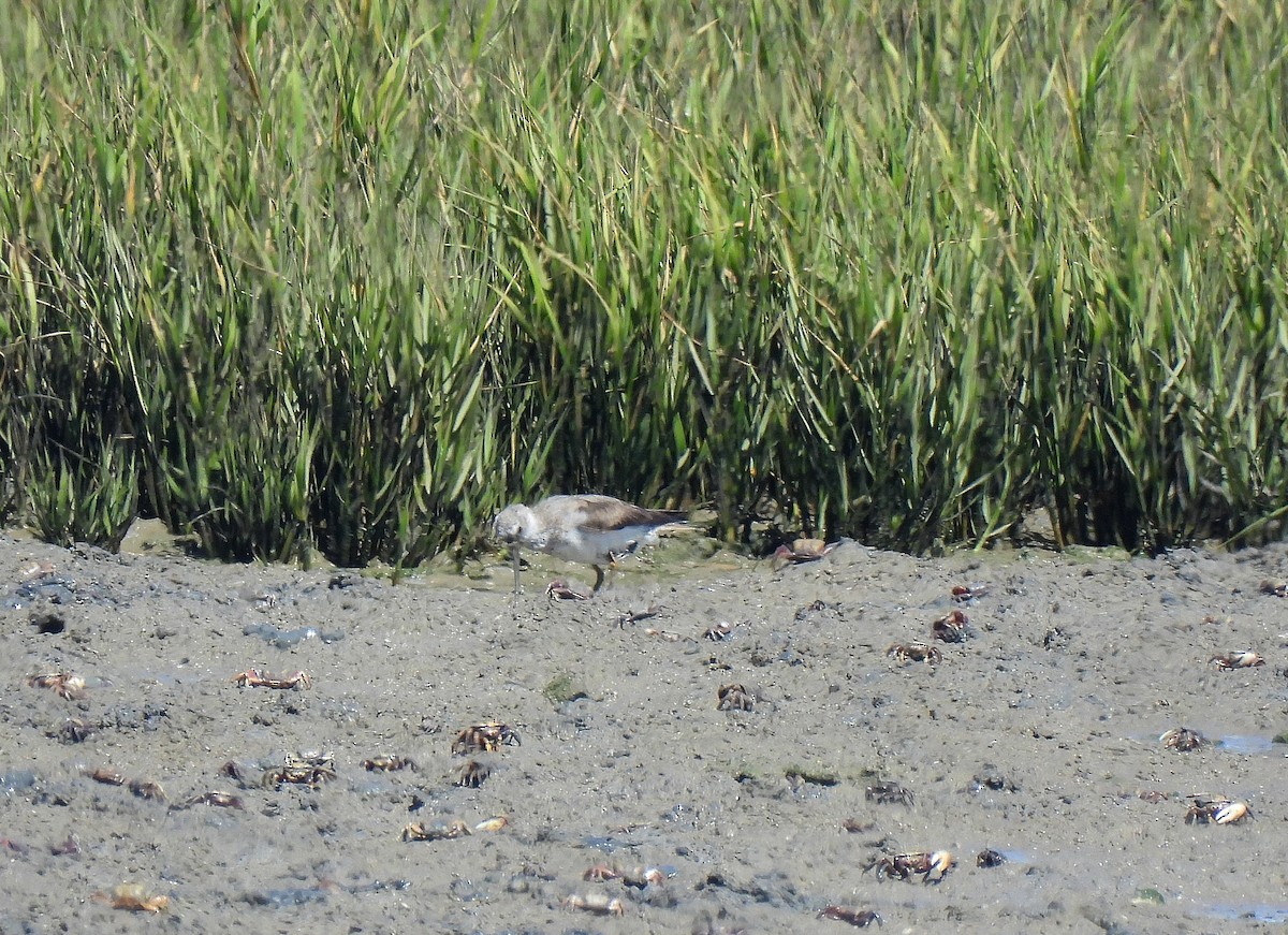 tereksnipe - ML489303511