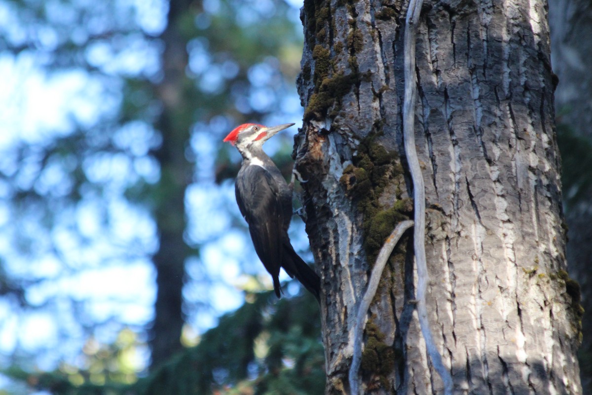 Pileated Woodpecker - ML489304121