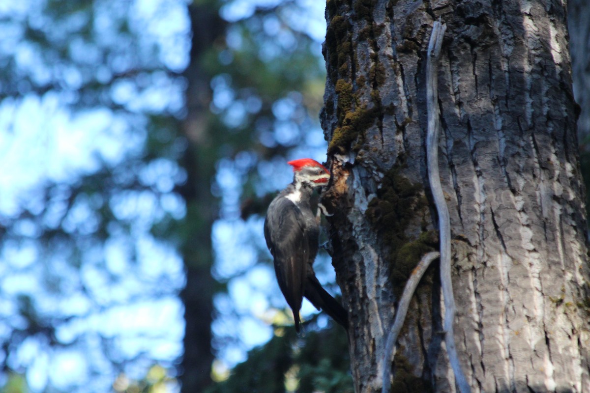 Pileated Woodpecker - ML489304131