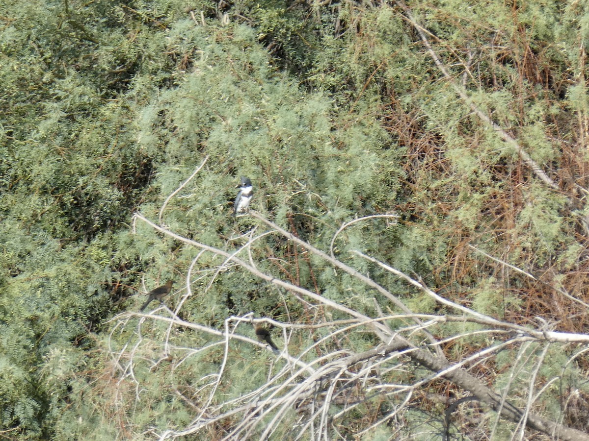 Belted Kingfisher - ML489304541