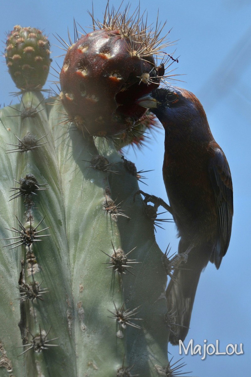 Varied Bunting - ML48930831