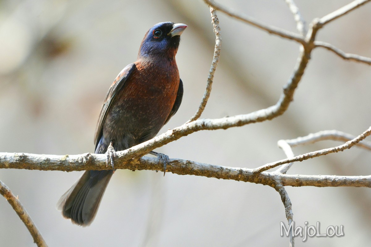 Varied Bunting - ML48930851