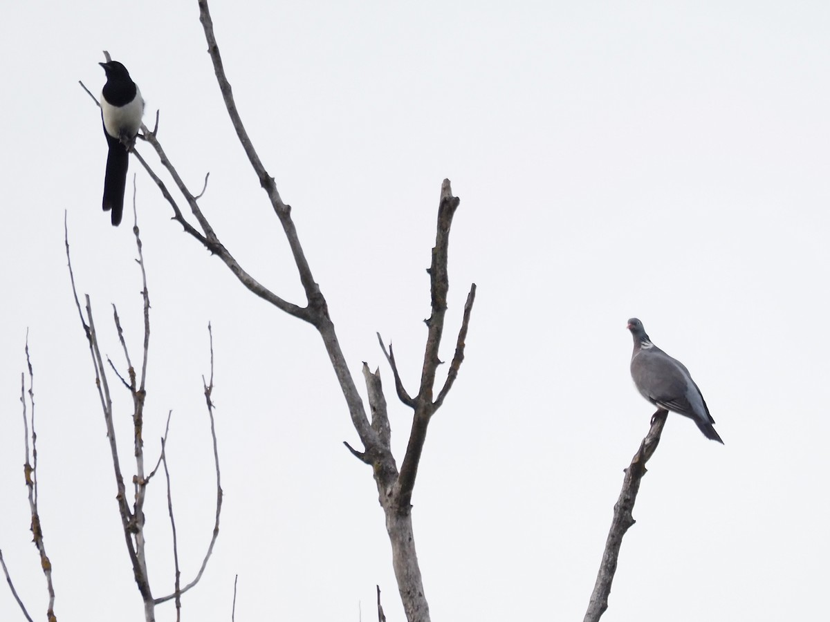 Great Spotted Woodpecker - ML489309581