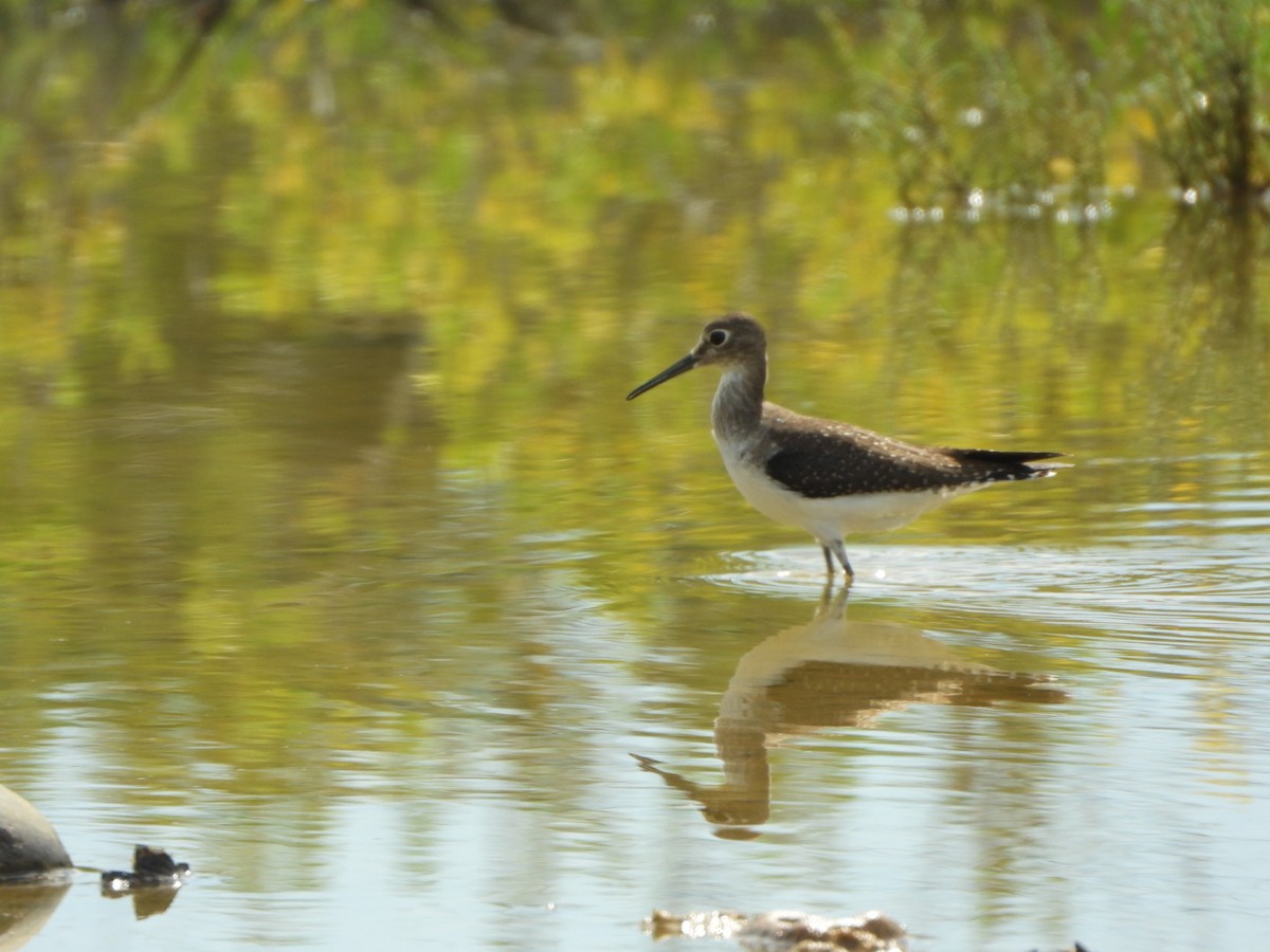 Solitary Sandpiper - Francisco Contreras @francontreras.80