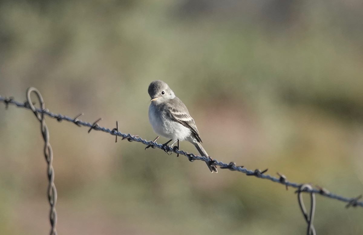 eBird Checklist - 1 Oct 2022 - Meteor Crater RV Park (check in at ...