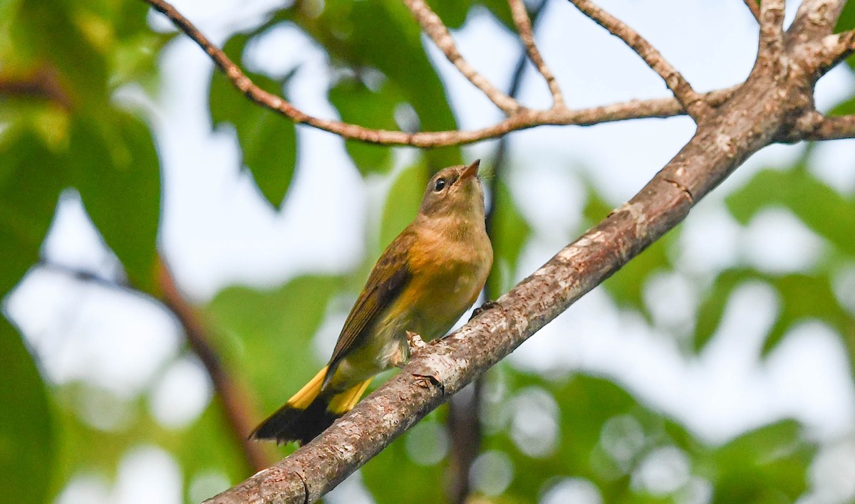 American Redstart - Marique Cloete