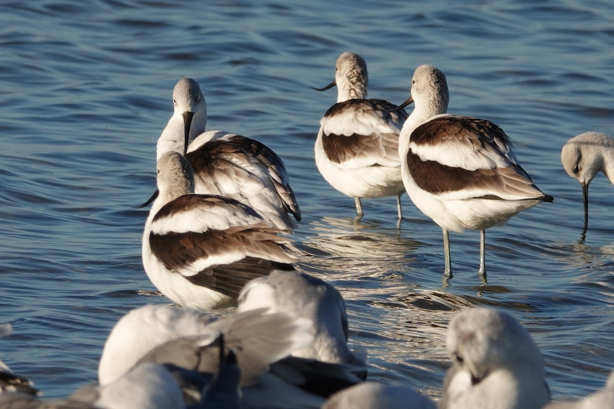 Avocette d'Amérique - ML489310811