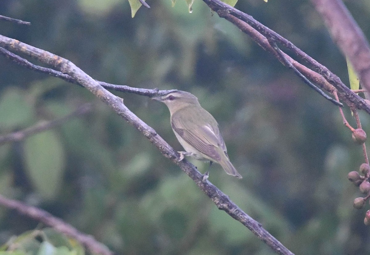 Vireo Ojirrojo - ML489310951