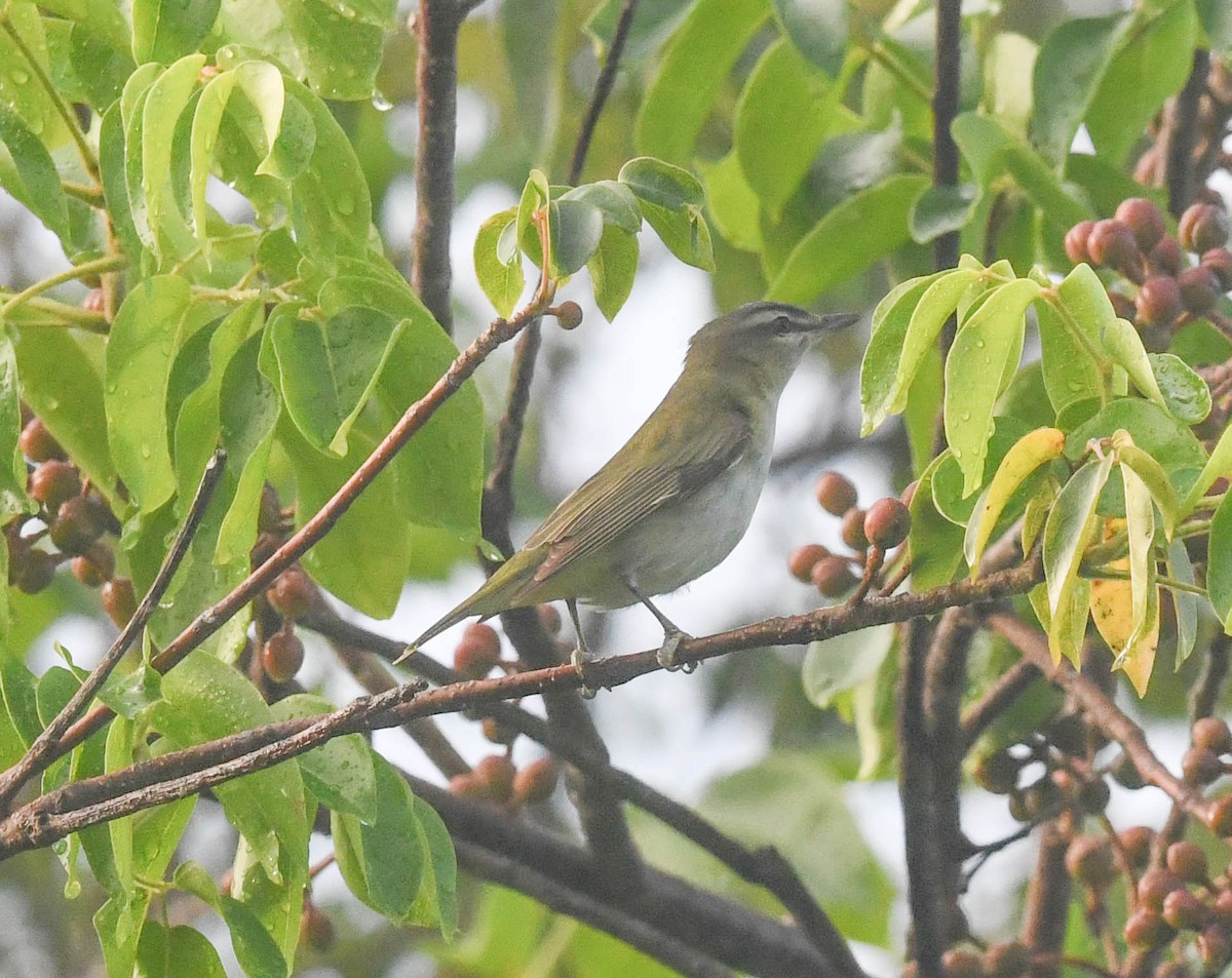 Red-eyed Vireo - ML489310961