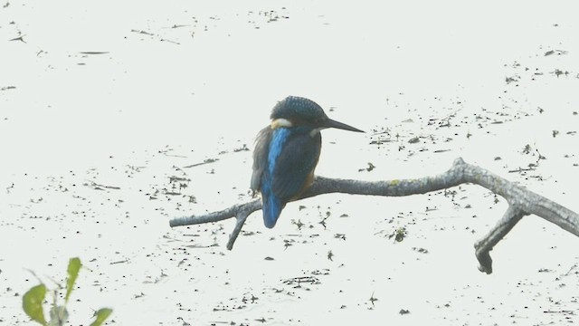 Common Kingfisher - ML489310971