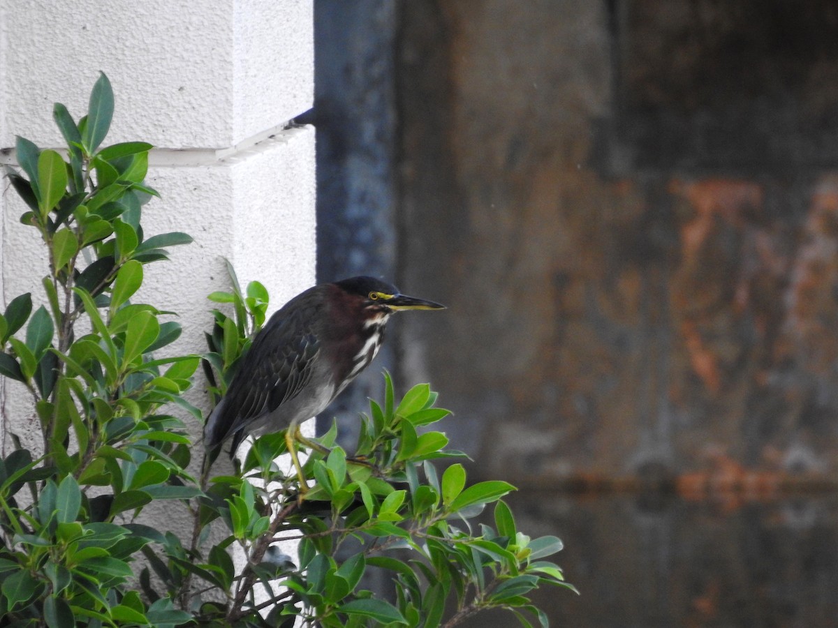 Green Heron - ML489311251