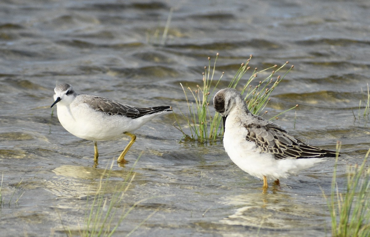 Wilson's Phalarope - ML489311521