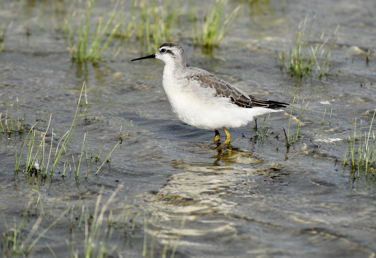 Wilson's Phalarope - ML489311551