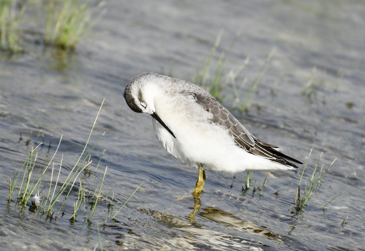 Wilson's Phalarope - ML489311811