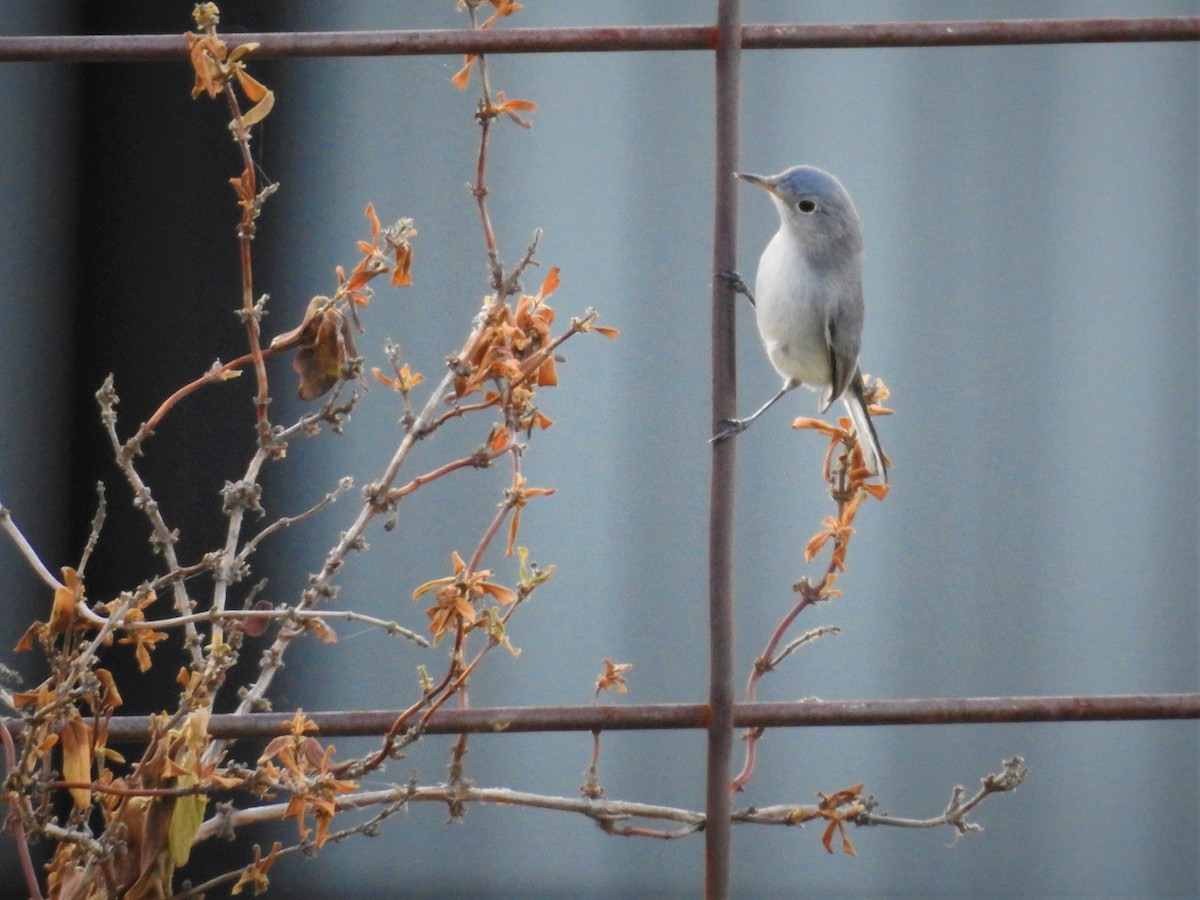 Blue-gray Gnatcatcher - ML489312531