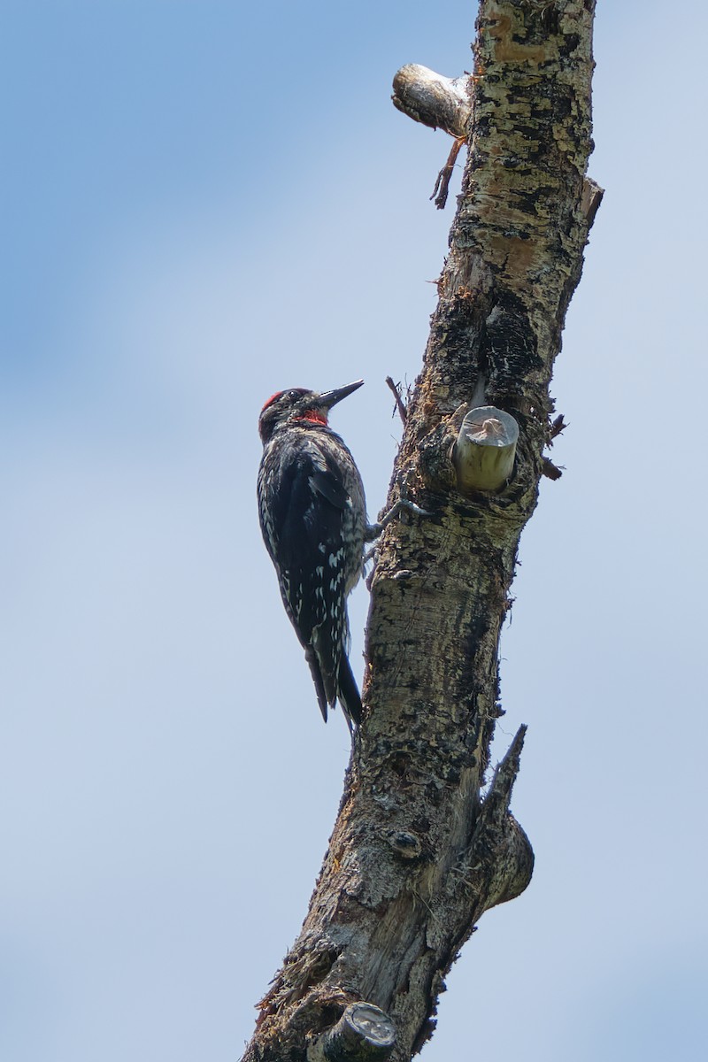 Red-naped Sapsucker - ML489314481