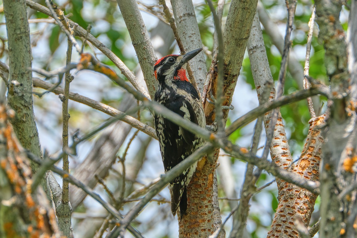 Red-naped Sapsucker - Guillaume Stordeur