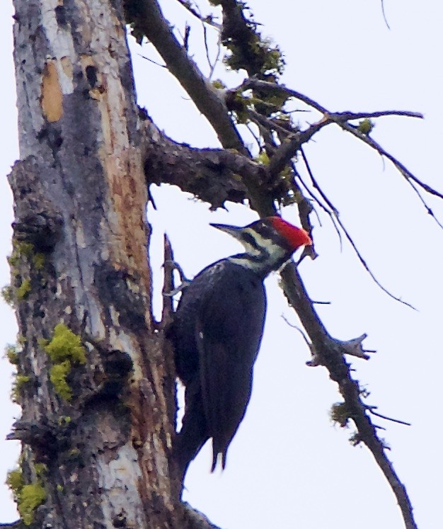 Pileated Woodpecker - ML489315001