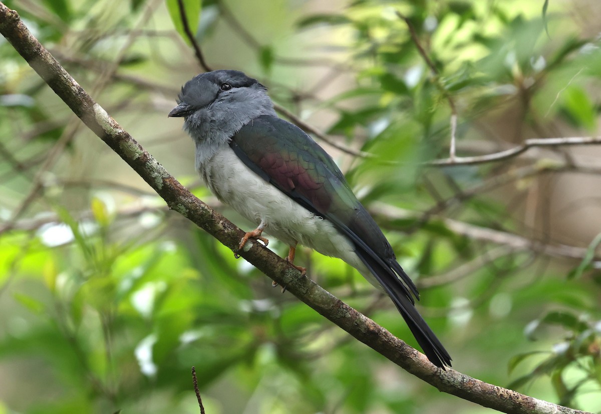 Cuckoo-roller - ML489316371