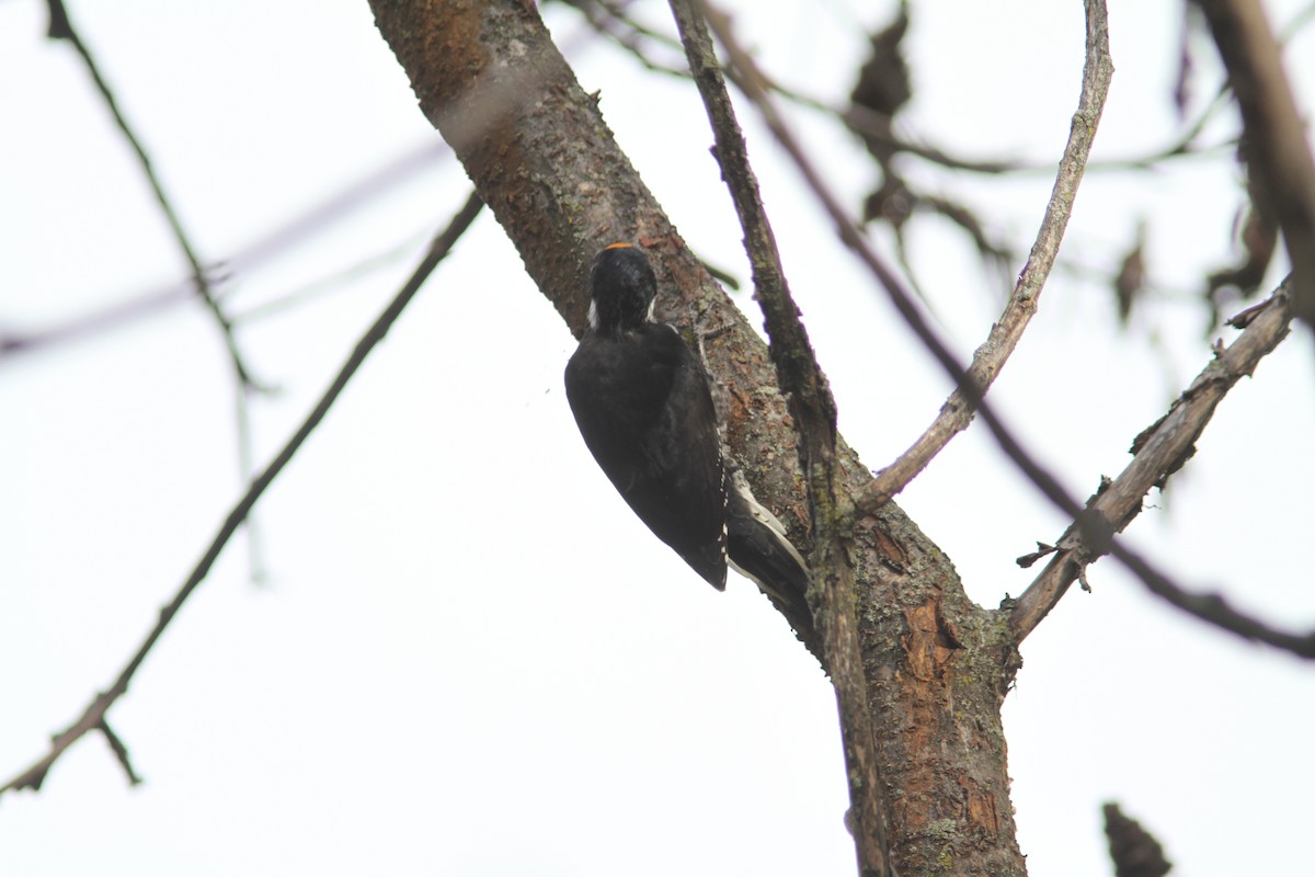 Black-backed Woodpecker - ML489318331