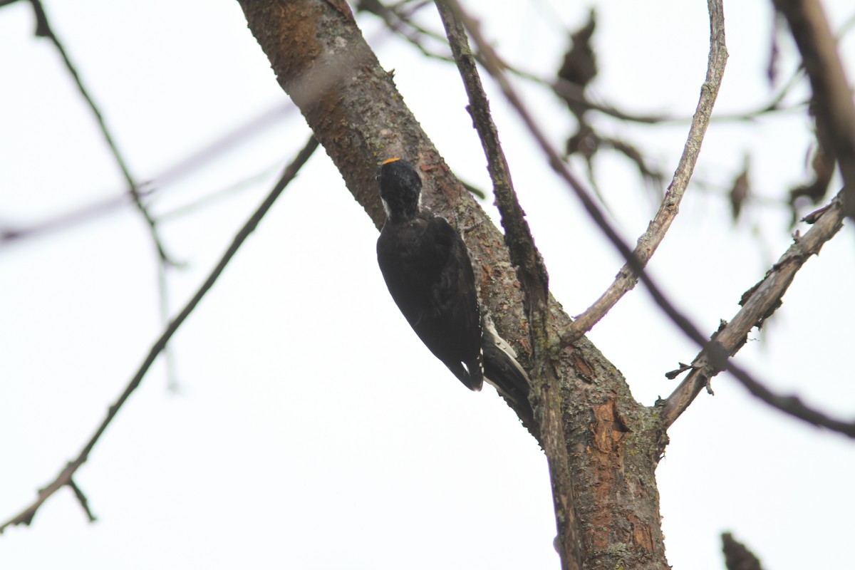 Black-backed Woodpecker - ML489318341
