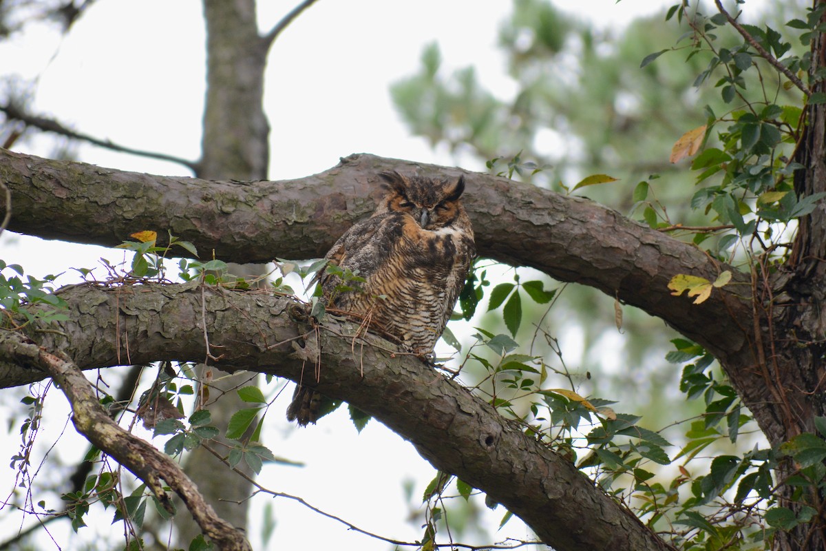 Great Horned Owl - Emma Blackford