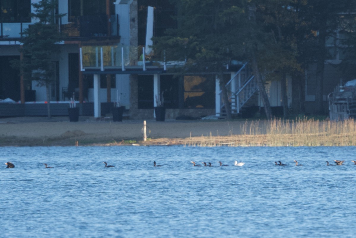 Double-crested Cormorant - ML489319091