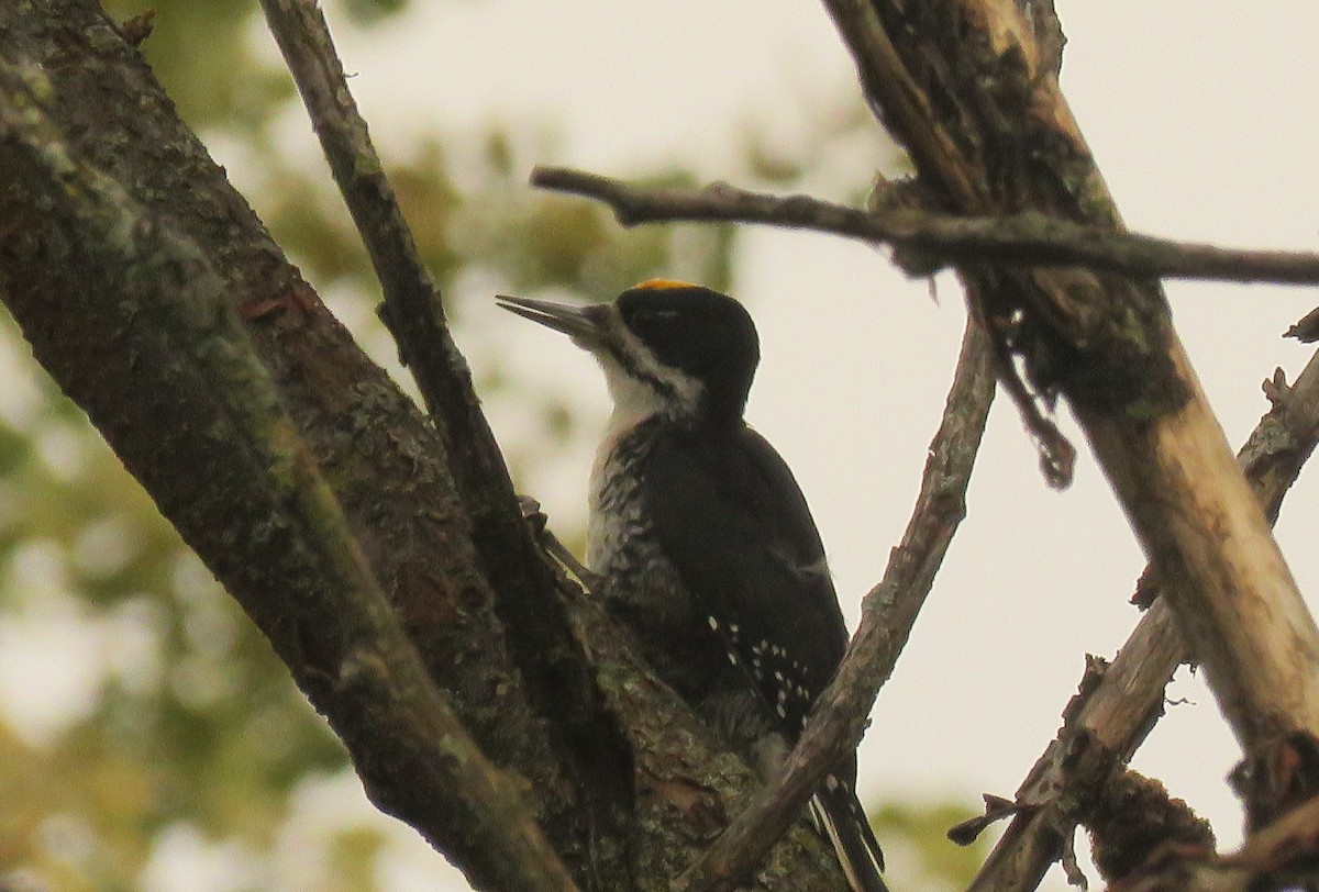 Black-backed Woodpecker - ML489320161