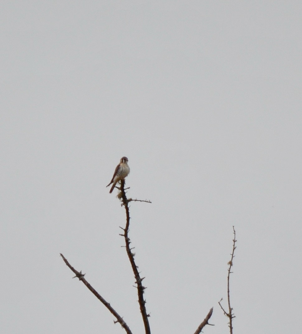 American Kestrel - Jean and Bob Hilscher