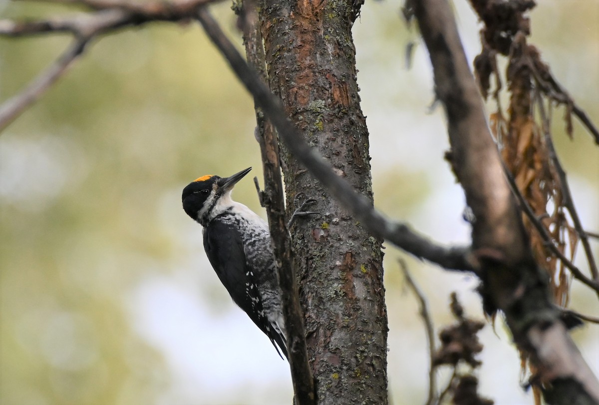 Black-backed Woodpecker - ML489320421